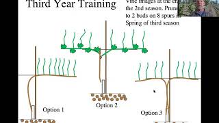 Early Training of Vines [upl. by Morrell112]