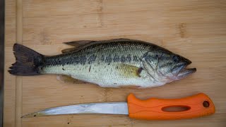 Largemouth BASS Catch and Cook [upl. by Hgielanna]