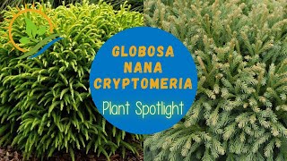 Globosa Nana Cryptomeria  Plant Spotlight [upl. by Giff]