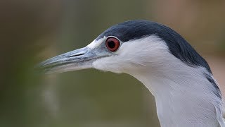 🐧 BlackCrowned Night Heron with Call Sound [upl. by Htebharas33]