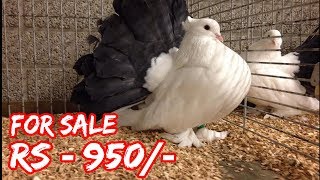 Indian fancy pigeon  american fantail  Perfect Tail Mark Fantail Pigeon  Fancy Pigeon breed [upl. by Mclaughlin]