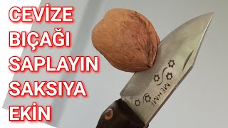 En Garanti ve En Kolay Ceviz Çimlendirme [upl. by Airual]