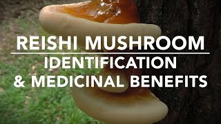 Reishi Mushroom Ganoderma tsugae Identification And Medicinal Benefits With Adam Haritan [upl. by Reifel]