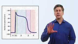 The Cardiac Action Potential [upl. by Oiram]