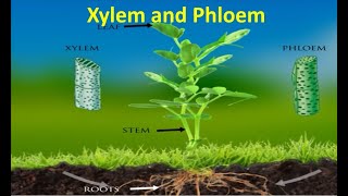 Xylem and Phloem [upl. by Eyaf]