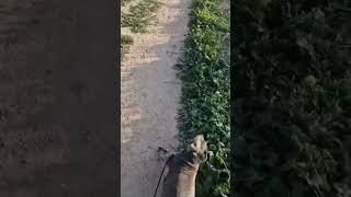 Staffordshire Bull Terrier Meets A Real Bull [upl. by Sisi]