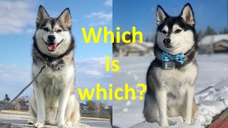 10 differences between Pomskies and Klee Kais Should you get a Pomsky or an Alaskan Klee Kai [upl. by Quintessa]