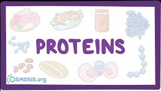 Proteins [upl. by Ahseit]