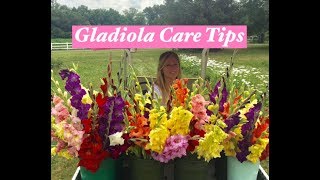 Gladiolus care tips [upl. by Arlie327]