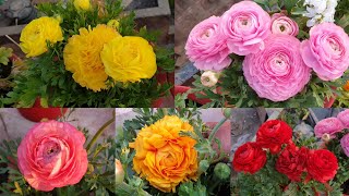 How to Grow and Care Ranunculus Plant  Fun Gardening [upl. by Chellman]