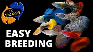 Top 10 Easiest Fish To Breed in a HOME Aquarium [upl. by Asirrak]