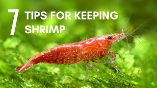 7 Tips for Keeping Shrimp in an Aquarium [upl. by Ilaw]