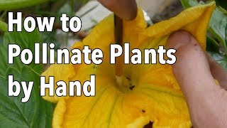 Hand Pollination How to Pollinate Plants by Hand [upl. by Stanislaw844]