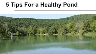 Five Tips For a Healthy Pond [upl. by Silma]