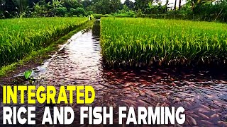 Integrated Rice and Fish Farming  RICE FISH FARMING [upl. by Aksoyn]