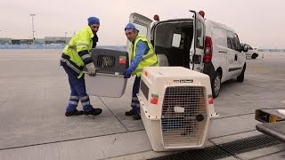 Frankfurt Airport Reportage  Tiere am Flughafen [upl. by Bueschel296]