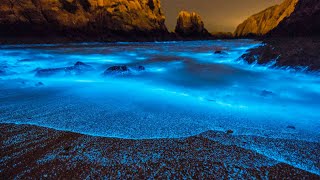 What Is Bioluminescence [upl. by Garlen]