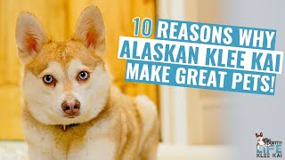 10 Reasons Why Alaskan Klee Kai Make Great Pets [upl. by Nedrob]