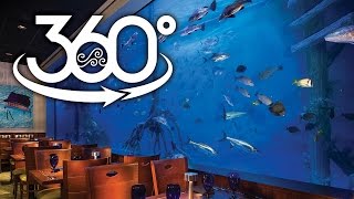 360° Swim with the Fishes at RumFish Grill [upl. by Ehcor]