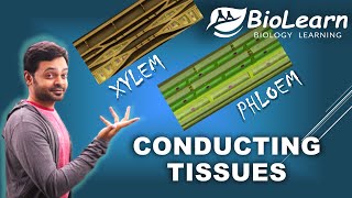 CONDUCTING TISSUES in Plants  XYLEM amp PHLOEM  ICSE Class 9 Biology  BioLearn [upl. by Olly682]