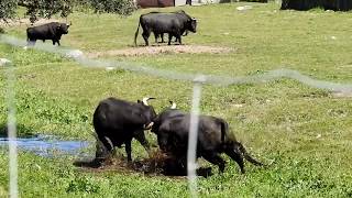 Espectacular pelea de toros pelea a muerte [upl. by Liatrice158]