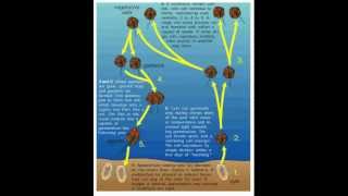 Life Cycle of the Dinoflagellates [upl. by Care916]