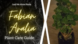 Fabian Aralia Stump Polyscias scutellaria Plant Care Guide  For Beginners [upl. by Hafeenah]