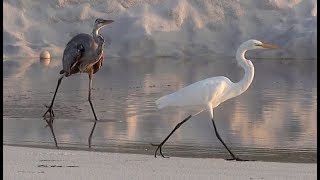 Heron vs Egret [upl. by Berriman]