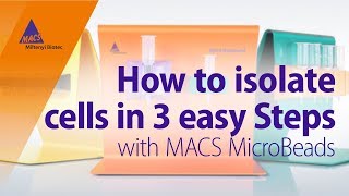 How to Isolate Cells in 3 Easy Steps using MACS MicroBeads [upl. by Lyndsay]