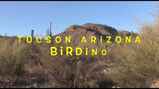 Tucson Arizona Birding Late Spring [upl. by Efioa]