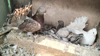 Unique Color Fantails From Cross Breeding  Fantail Pigeons Breeding [upl. by Retrak]