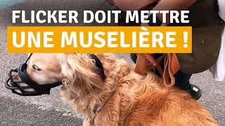 COMMENT APPRENDRE À SON CHIEN À METTRE LA MUSELIÈRE [upl. by Teria]