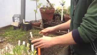 How to Take Cuttings for a Hedge [upl. by Ehc436]