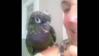 Max the Maximillian Pionus Talking [upl. by Freda]