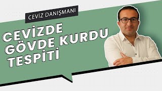 CEVİZDE GÖVDE KURDU  PROFESYONEL CEVİZ YETİŞTİRİCİLİĞİ [upl. by Wootan]