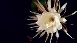 Night Blooming Cereus [upl. by Akere]