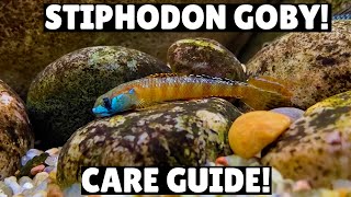 Stiphodon Goby Care Guide [upl. by Keram]