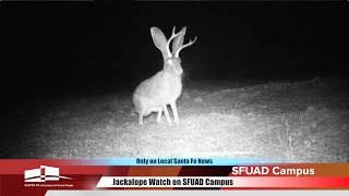 Jackalope Watch on SFUAD Campus [upl. by Anita]