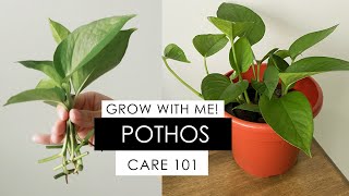 POTHOS PROPAGATION  DAY 1 to 48 INCLUDES HOW TO REVIVE A DYING POTHOS [upl. by Akiria]