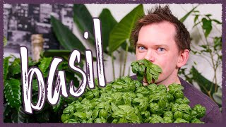 Grow Basil Indoors  Seed To Harvest [upl. by Kezer]