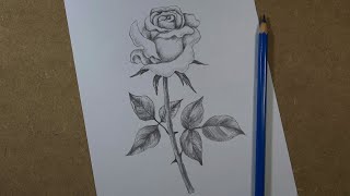 How to draw a realistic rose step by step  Pencil [upl. by Sillert]