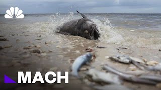 The Toxic Red Tide That’s Decimating Florida’s Marine Life  Mach  NBC News [upl. by Aiuqram901]