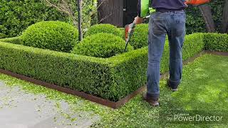 Buxus hedgetrim boxwood topiary hedge cloud [upl. by Ielak]