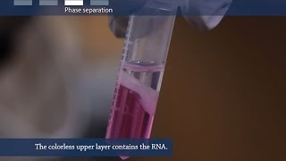 How to isolate RNA from tissue or cells [upl. by Aymahs]