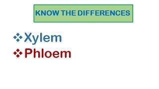 Plant Transport  Xylem and Phloem [upl. by Saile]