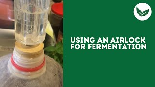 Using An Airlock For Fermentation [upl. by Ahtael244]