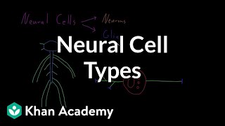 Introduction to neural cell types  Organ Systems  MCAT  Khan Academy [upl. by Rabbi]