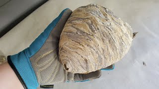 WHATS INSIDE A WASP NEST [upl. by Nanette]