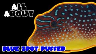 All About The Blue Spotted Puffer or Blue Dot Toby [upl. by Nosiaj578]