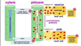 Types of Plant Tissues [upl. by Mary]